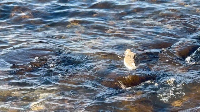 Побережник чорногрудий - ML645678529