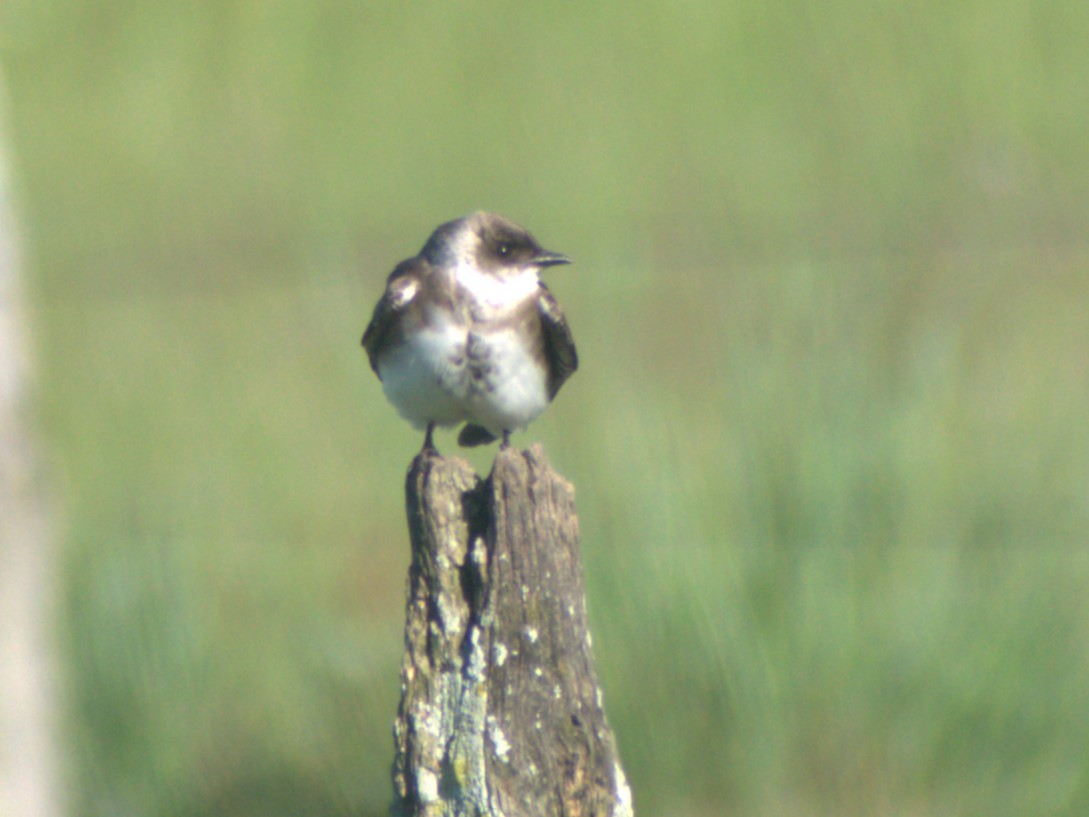 Brown-chested Martin - ML645678546