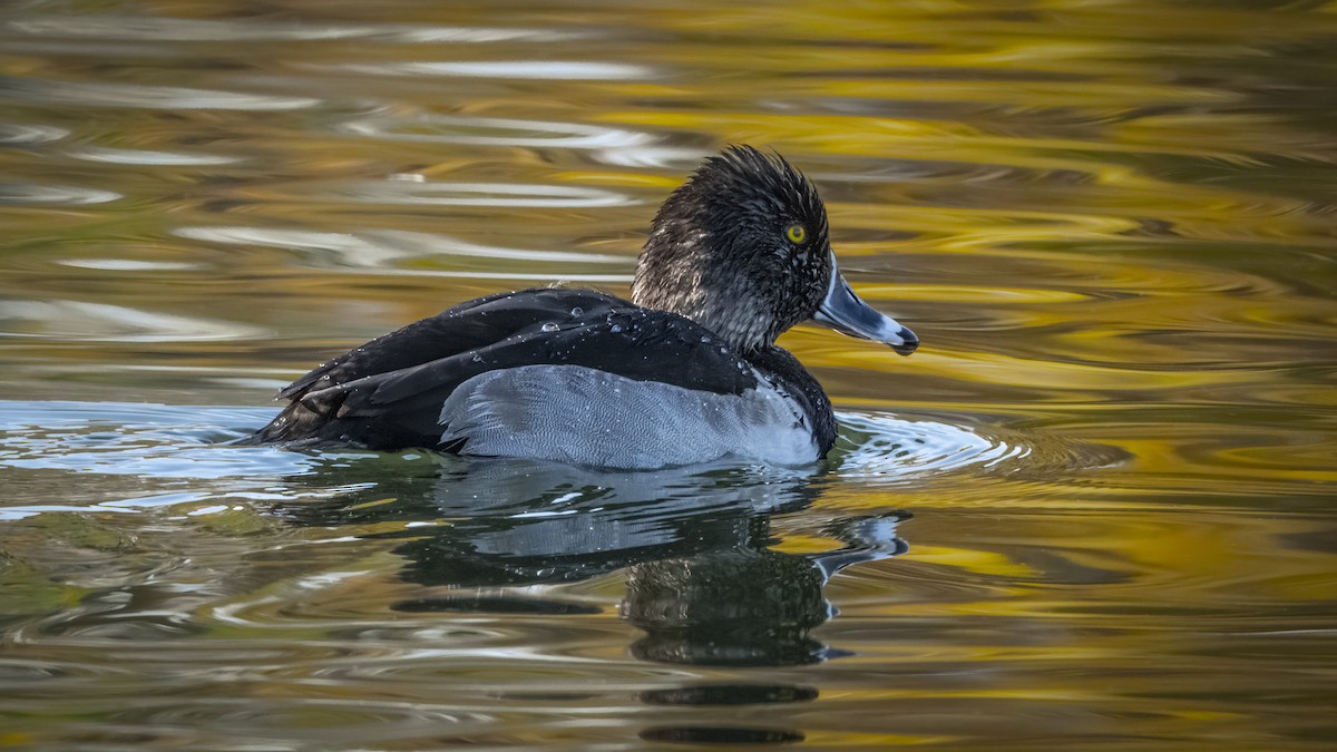 Ring-necked Duck - ML645678555
