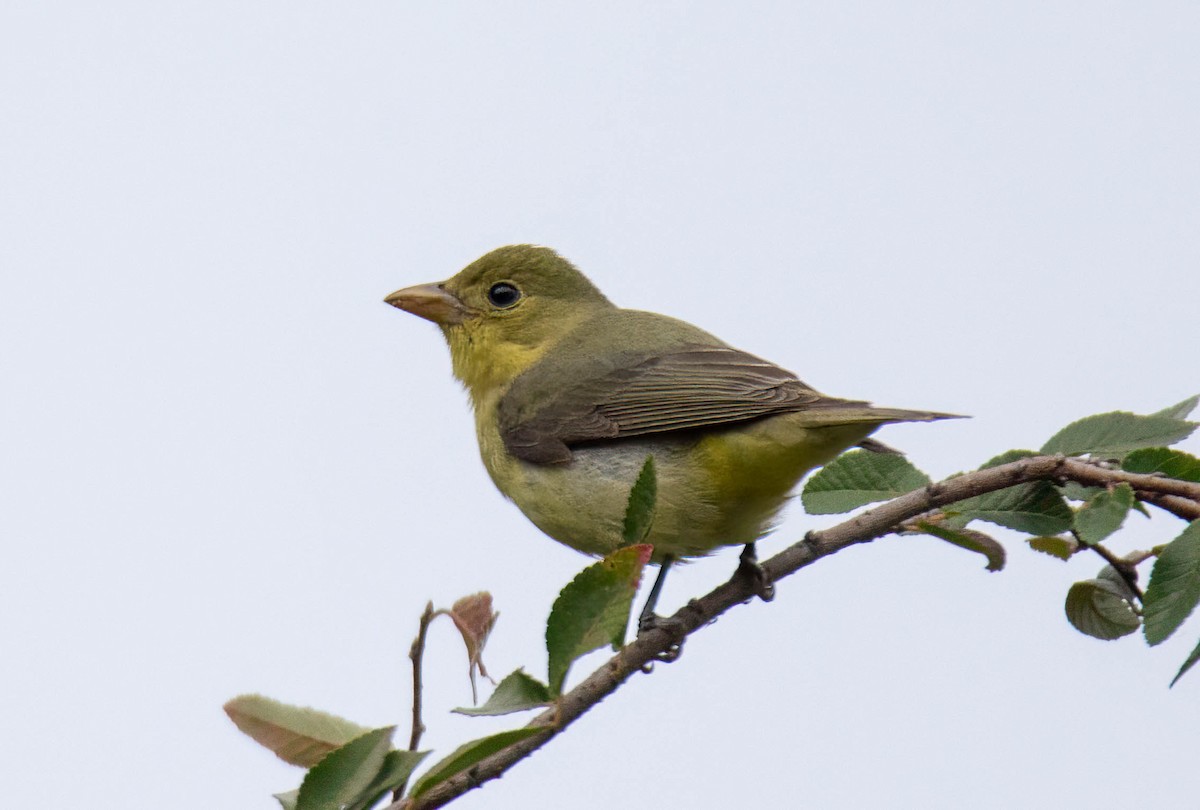 Піранга кармінова - ML645678561