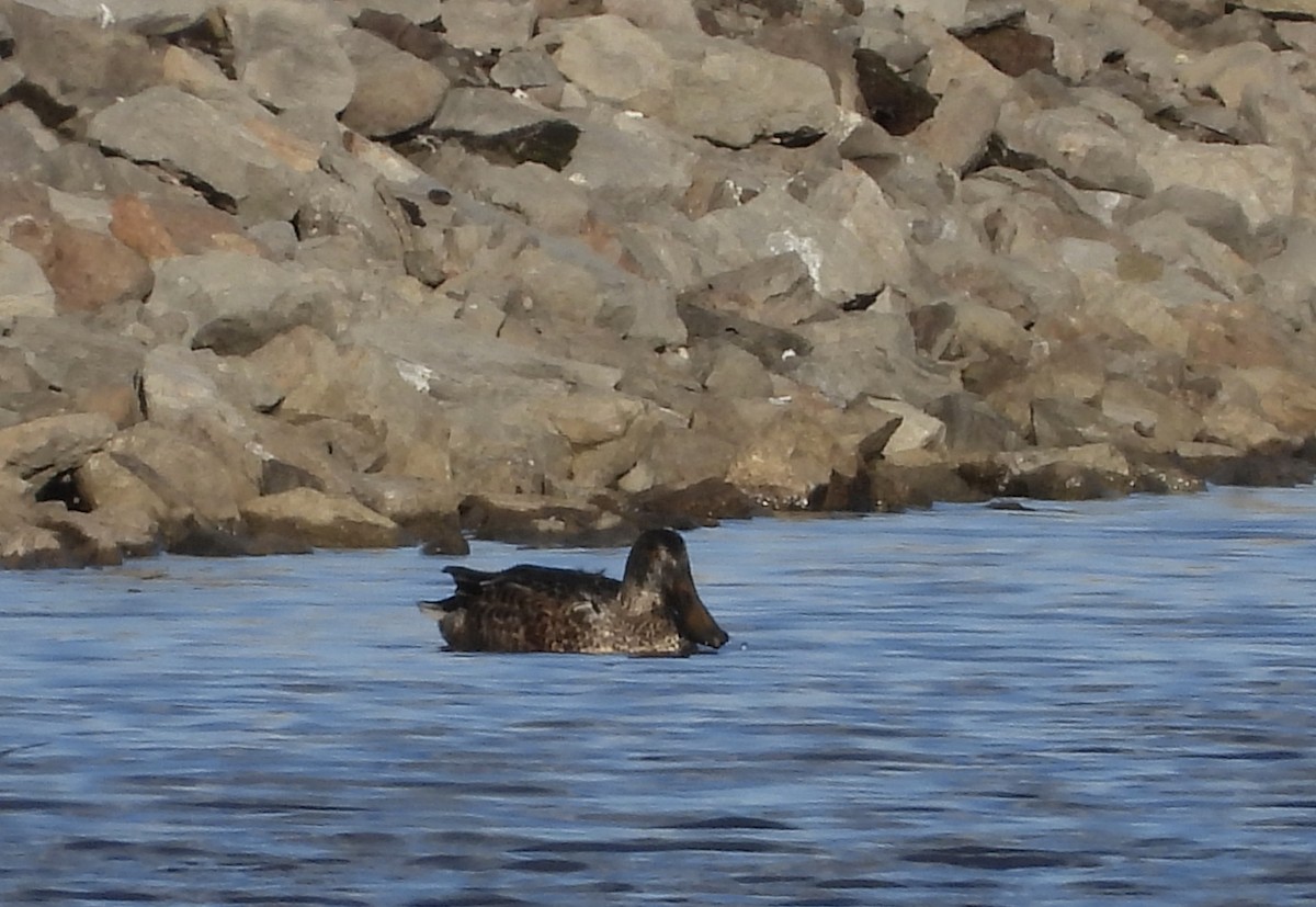 琵嘴鴨 - ML645678567