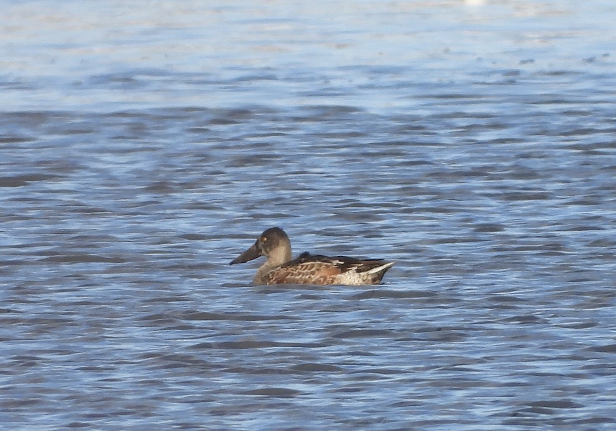 琵嘴鴨 - ML645678568