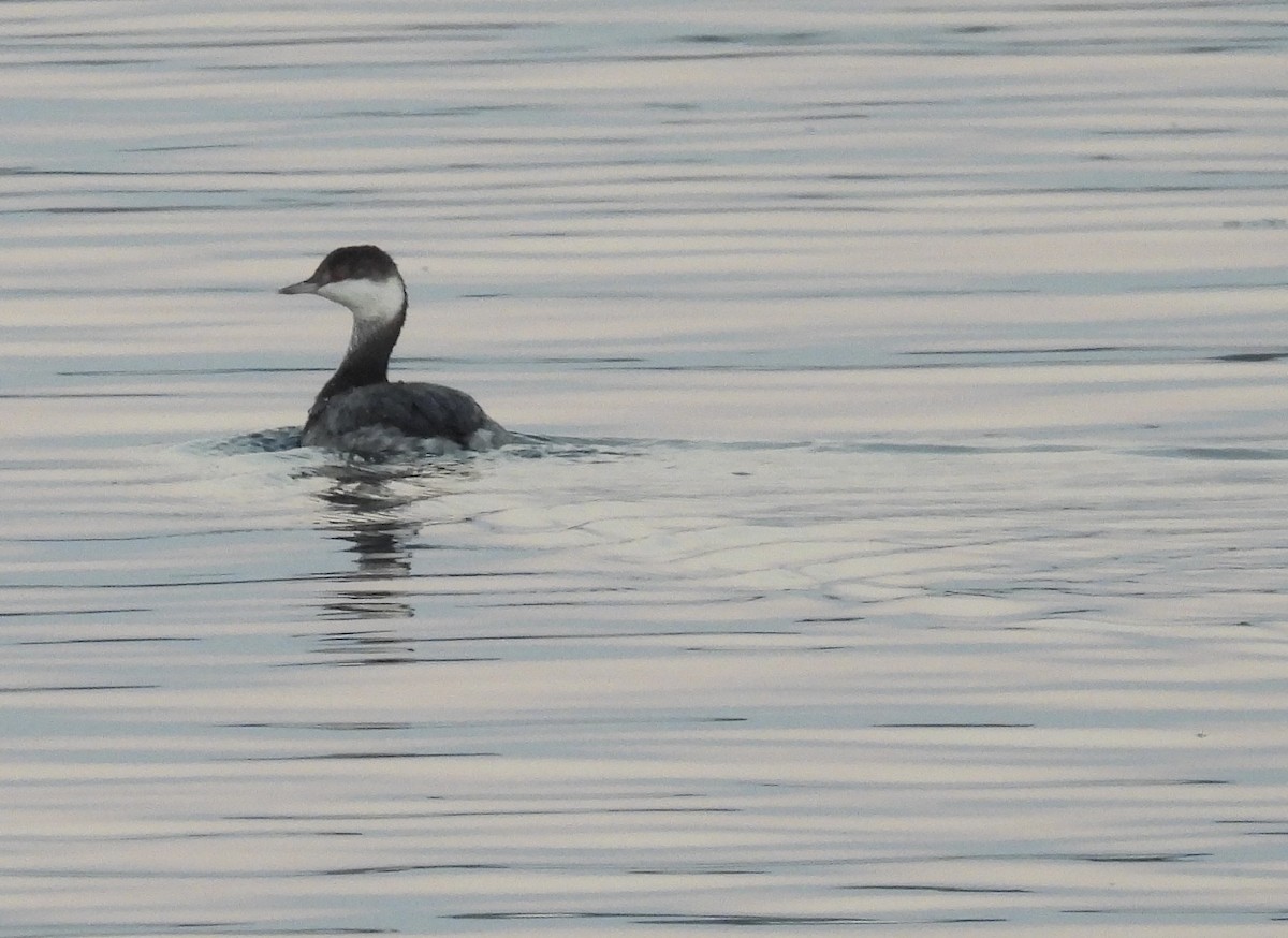 Horned Grebe - ML645678569