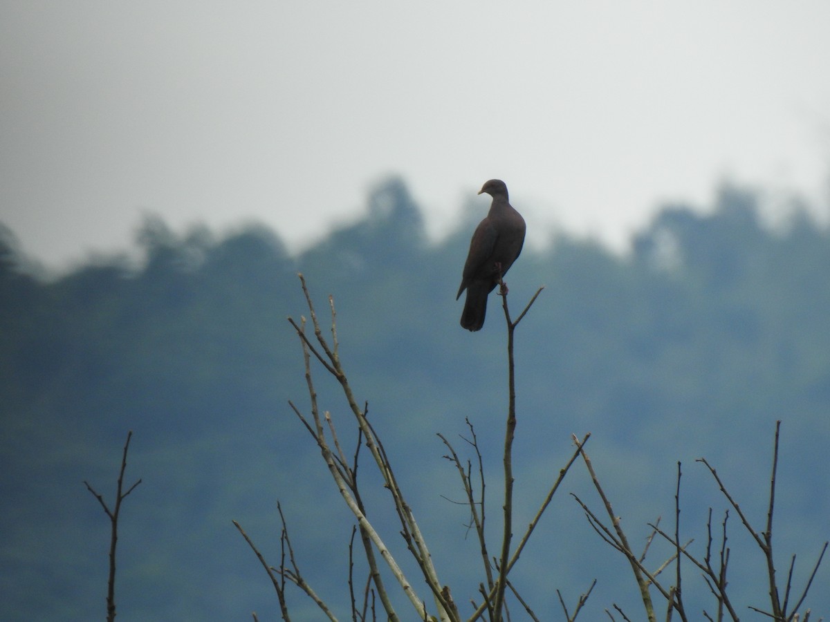 Red-billed Pigeon - ML645678572