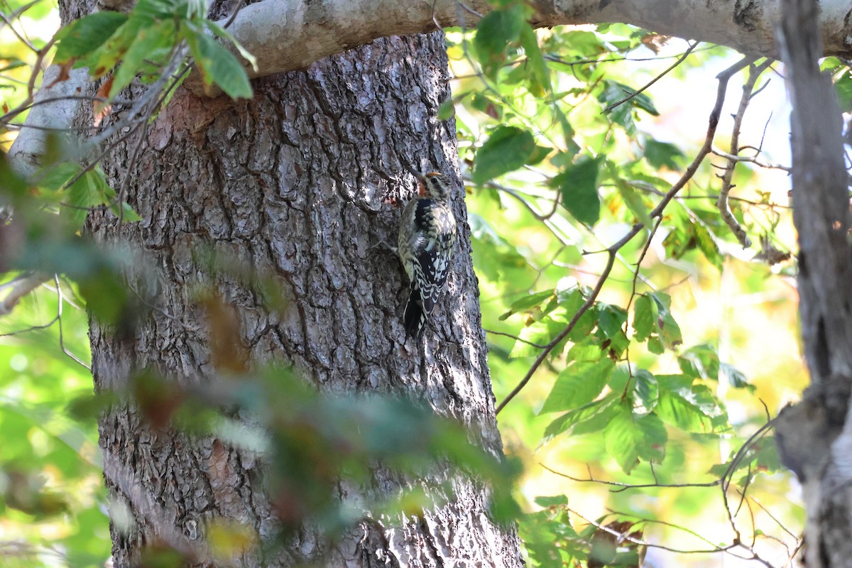 Yellow-bellied Sapsucker - ML645678582