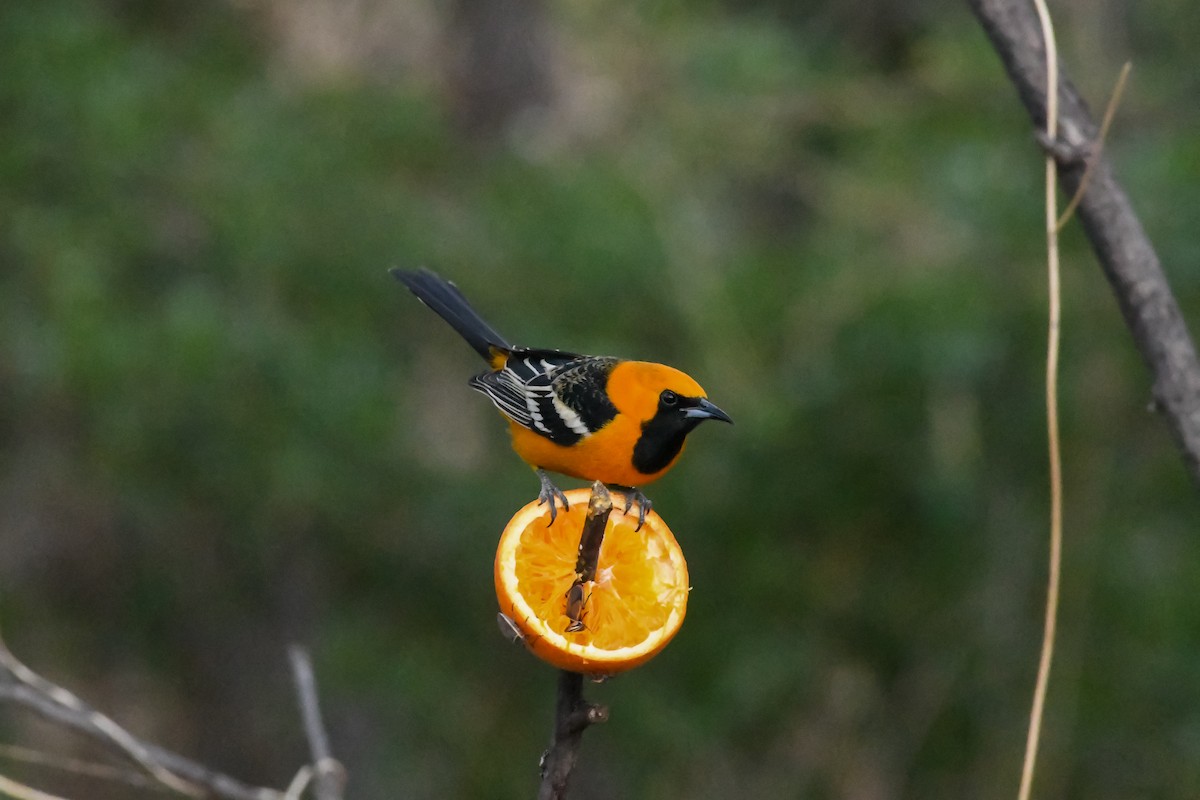 Hooded Oriole - ML645678583