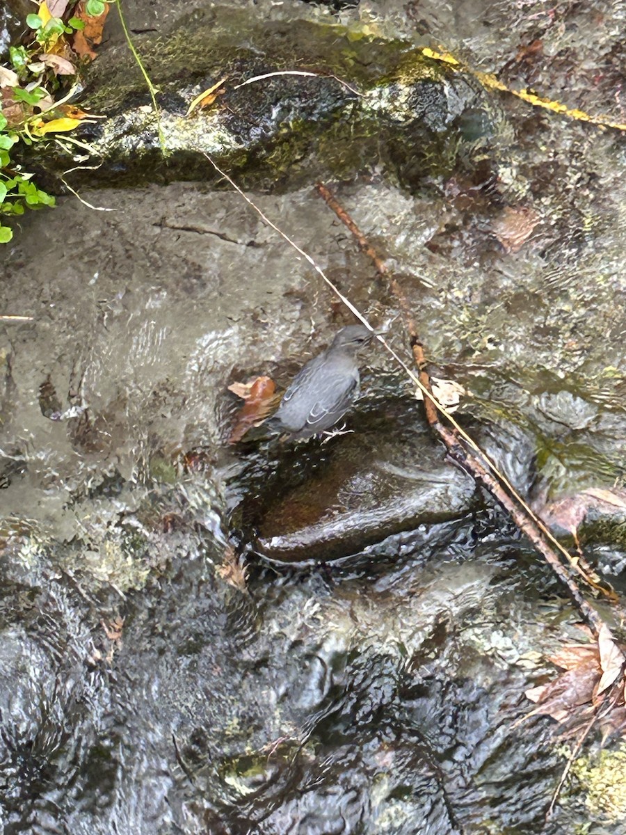 American Dipper - ML645678587