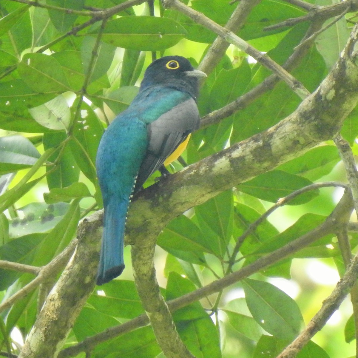 Gartered Violaceous Trogon - ML645678591