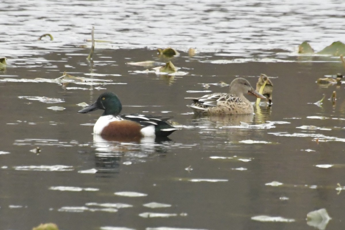 Northern Shoveler - ML645678601