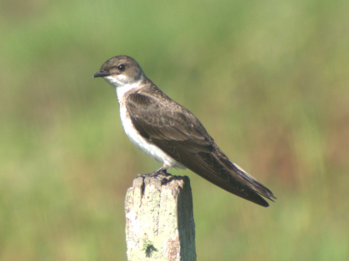 Brown-chested Martin - ML645678609