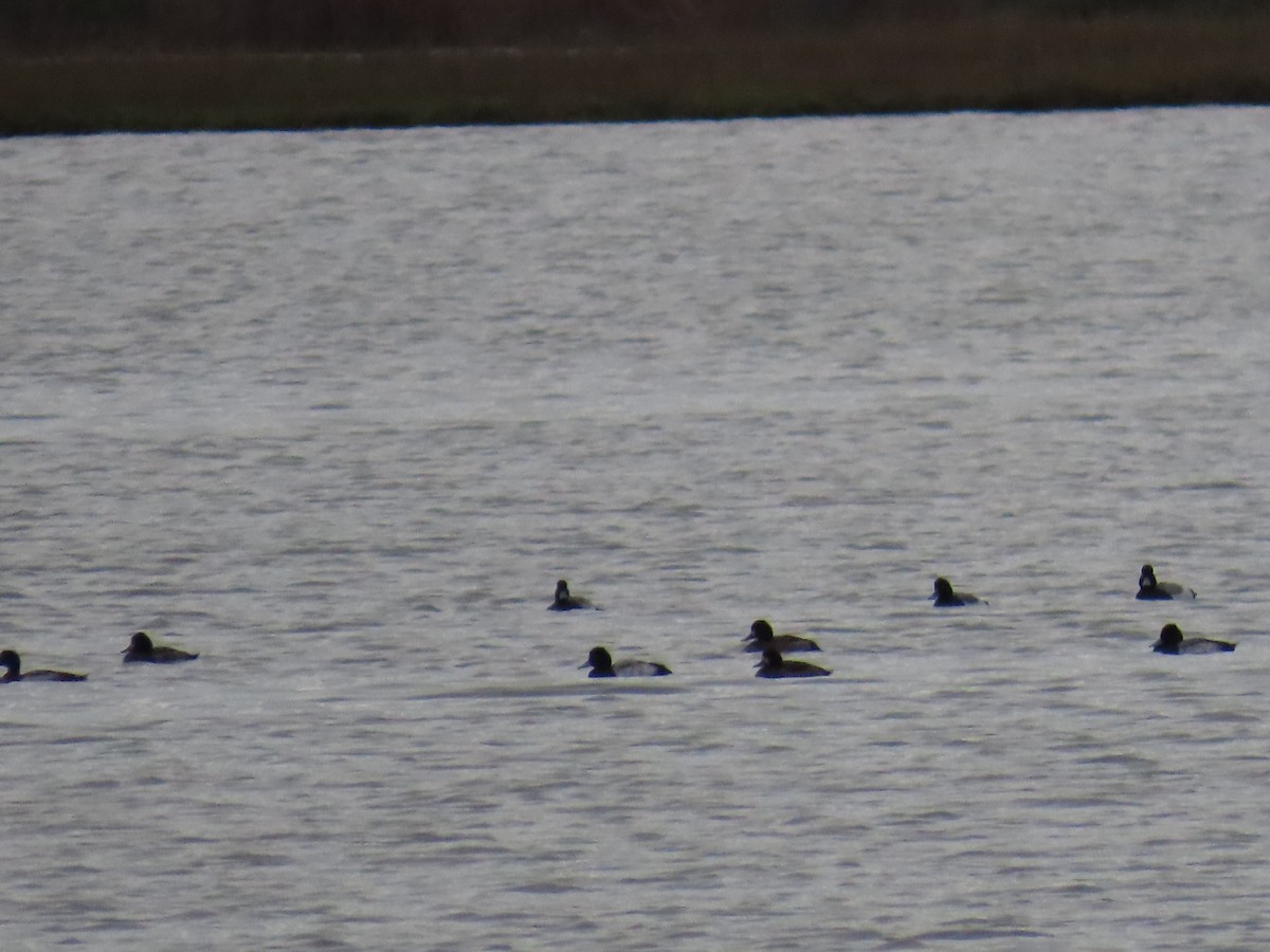 Morbaş Patka - ML645678610