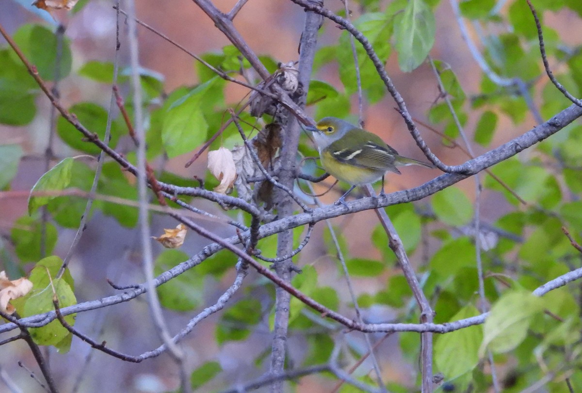 White-eyed Vireo - ML645678614