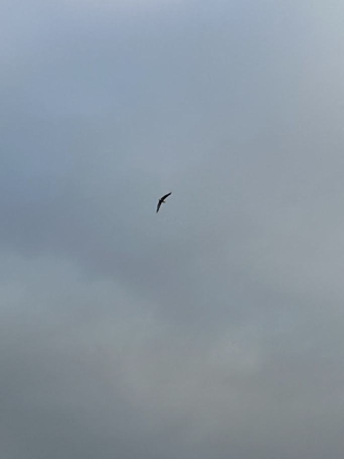 Ak Başlı Kartal - ML645678615