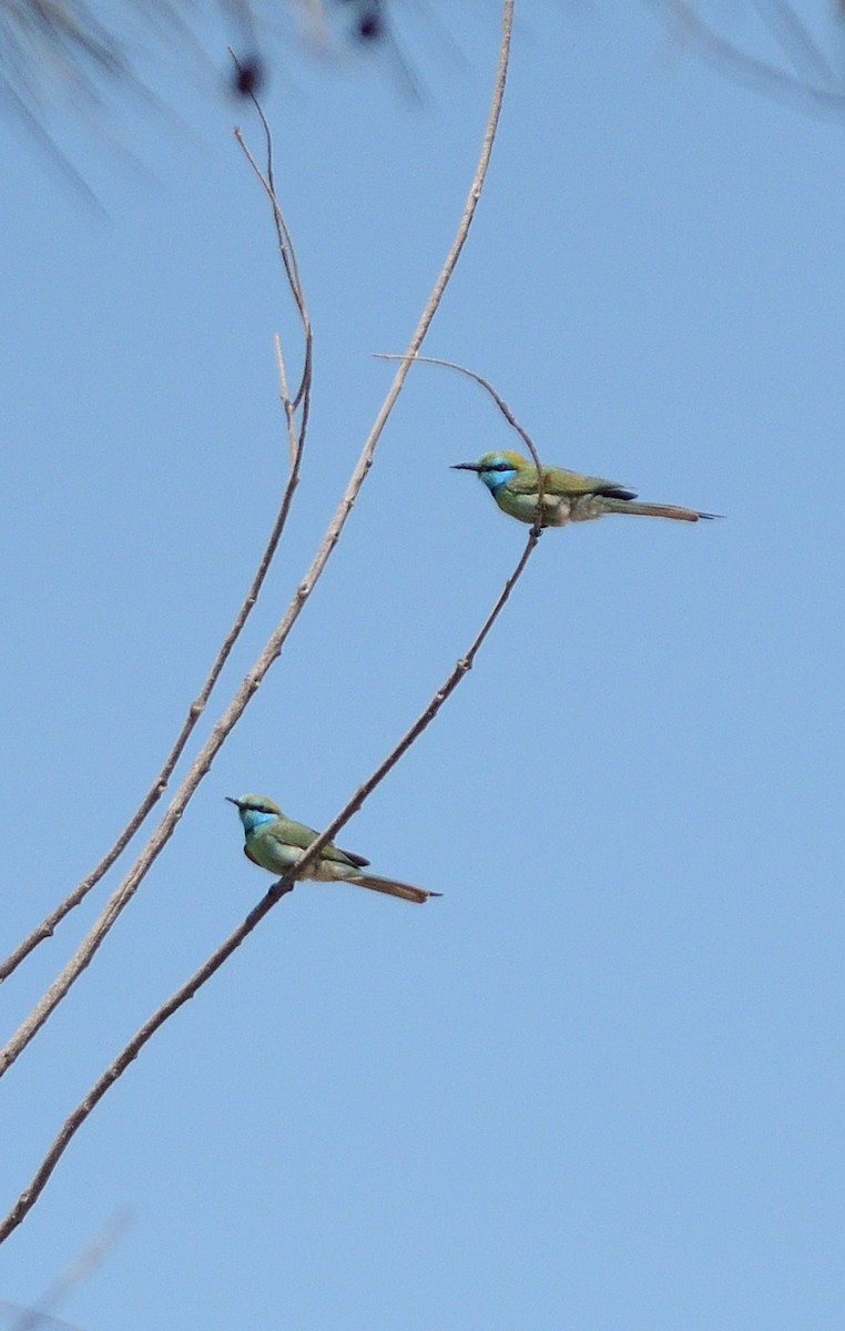 Arabistan Yeşil Arıkuşu - ML645678616