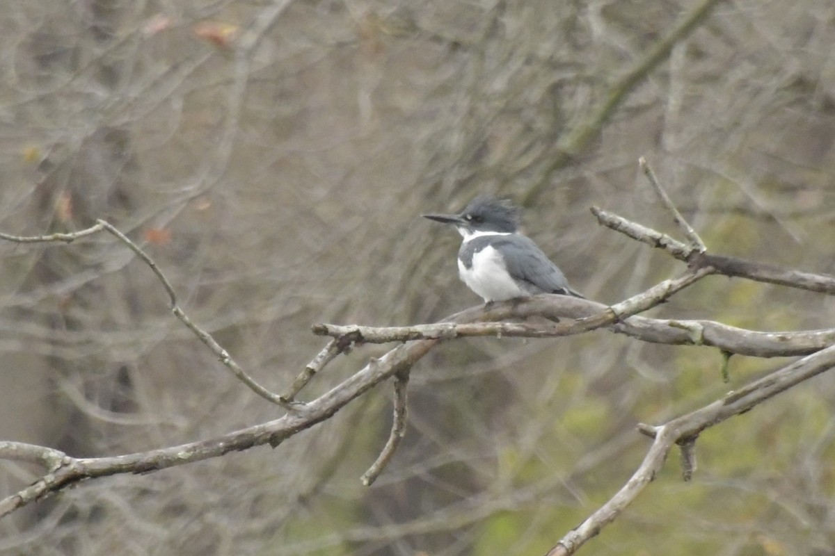 Kuşaklı Yalıçapkını - ML645678618