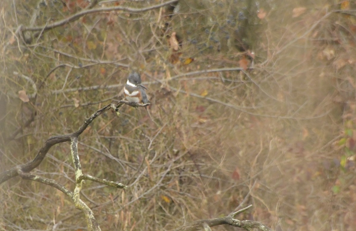 Kuşaklı Yalıçapkını - ML645678619