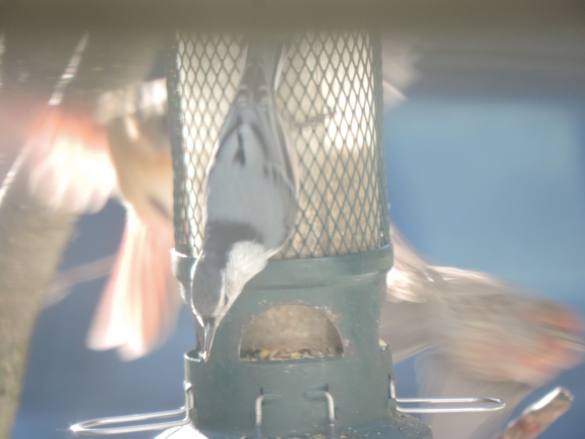 Beyaz Göğüslü Sıvacı - ML645678634