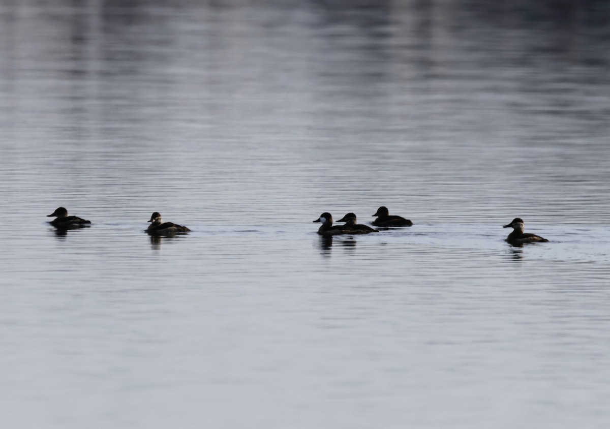 Amerika Dikkuyruğu - ML645678635