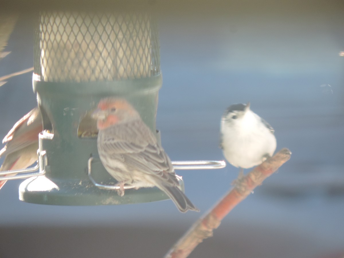 Beyaz Göğüslü Sıvacı - ML645678636