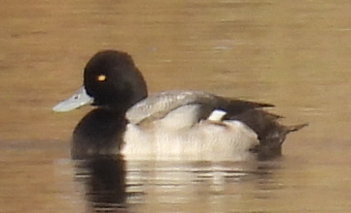 Morbaş Patka - ML645678637