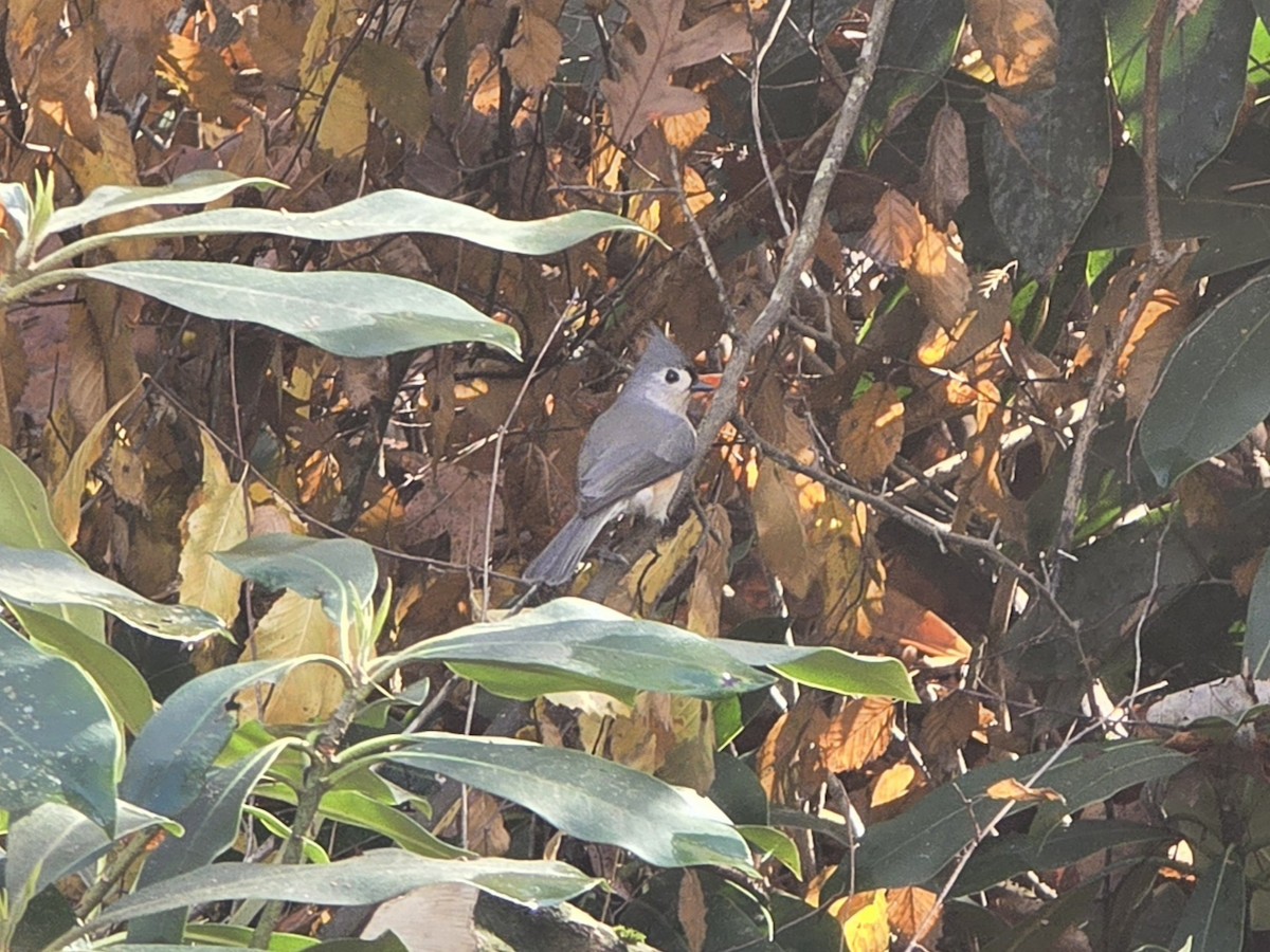 Ak Tepeli Baştankara - ML645678639