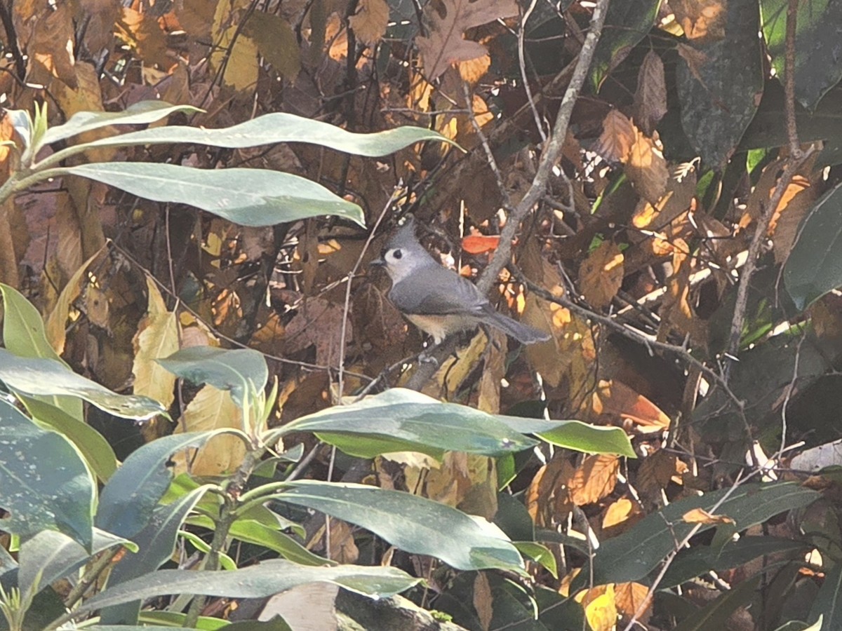 Ak Tepeli Baştankara - ML645678640