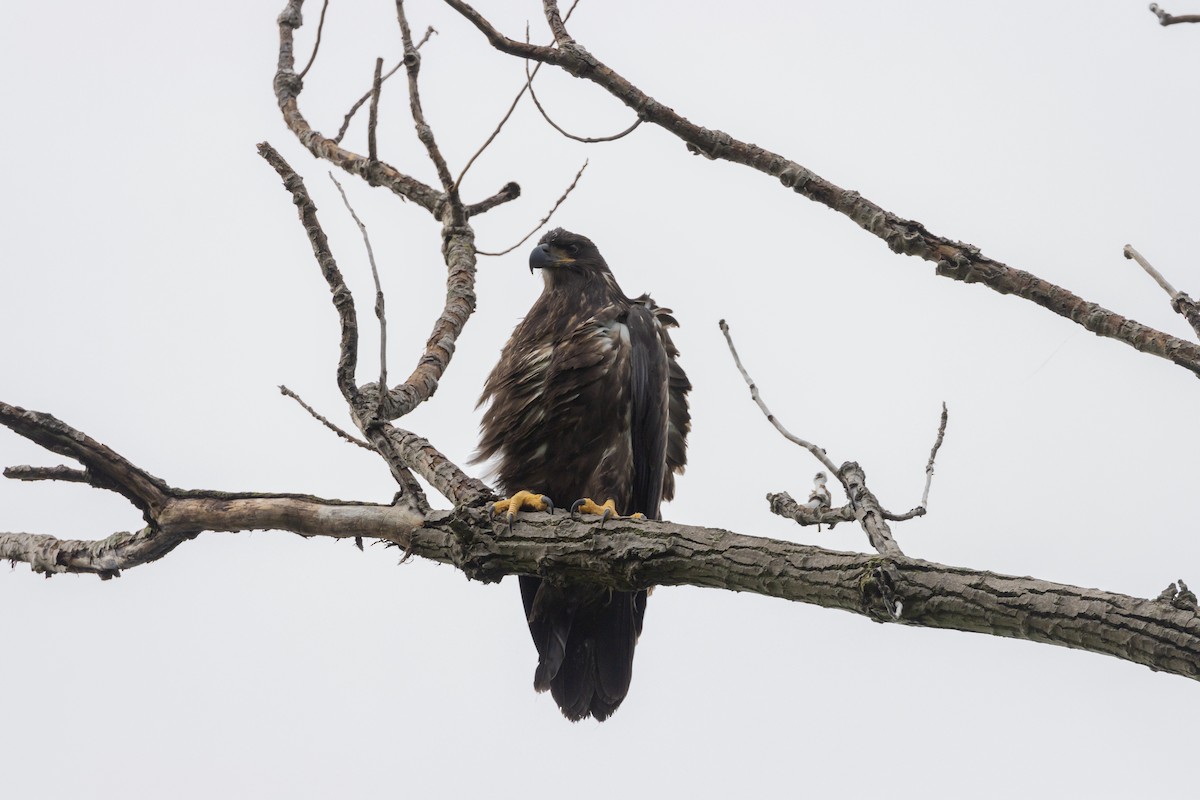 Ak Başlı Kartal - ML645678642