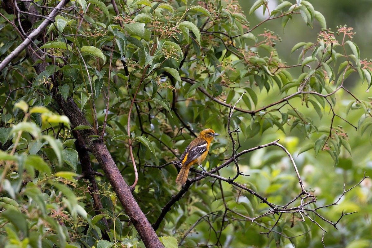 Baltimor Turpiyalı - ML645678643