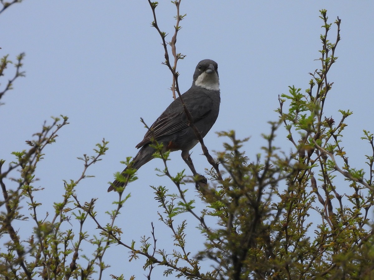 Duika İspinozu - ML645678651