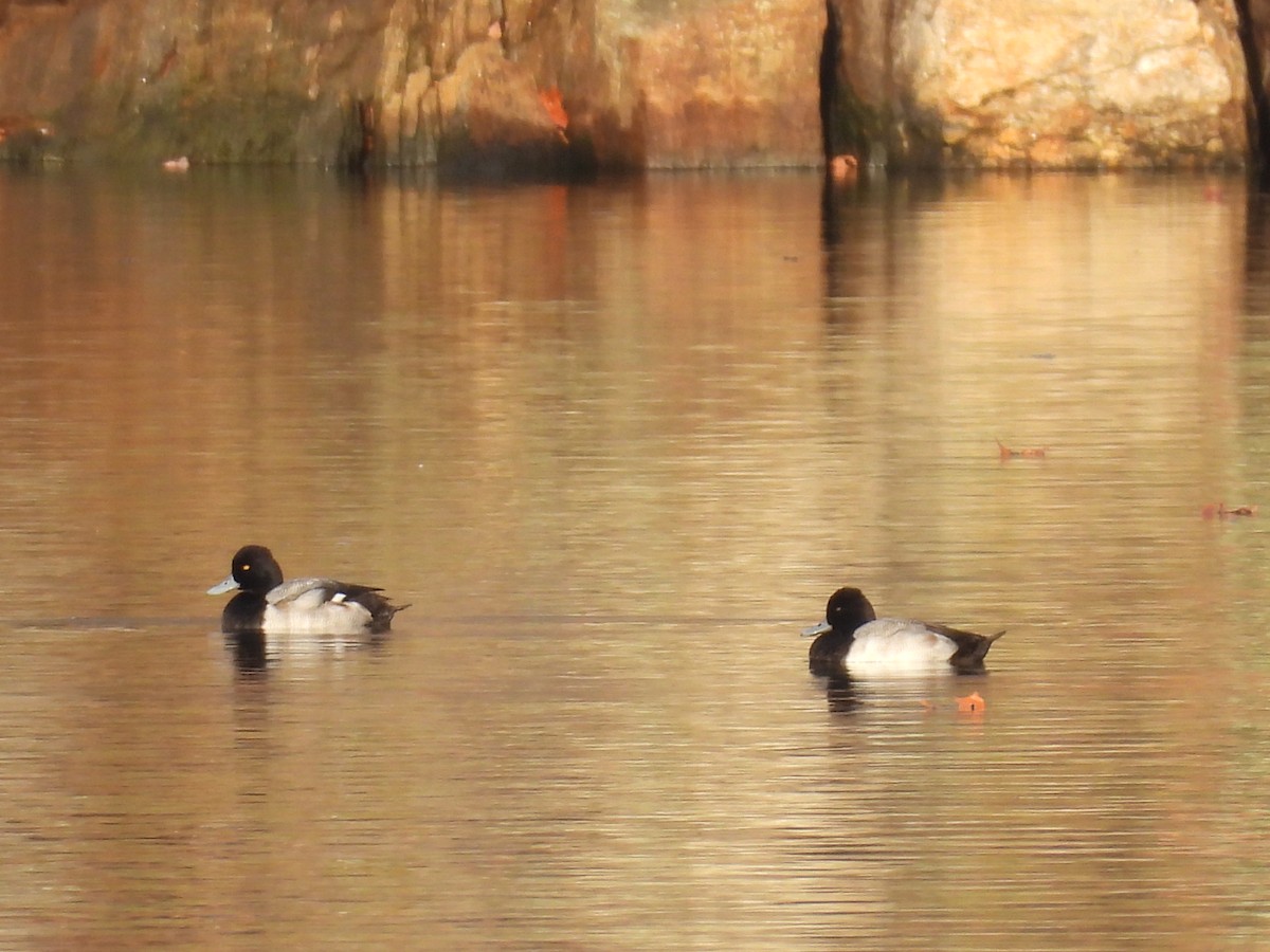 Morbaş Patka - ML645678652