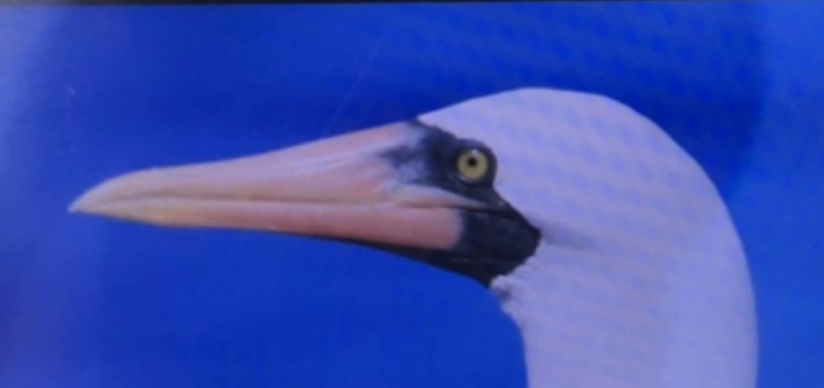 Nazka Sümsüğü - ML645678653