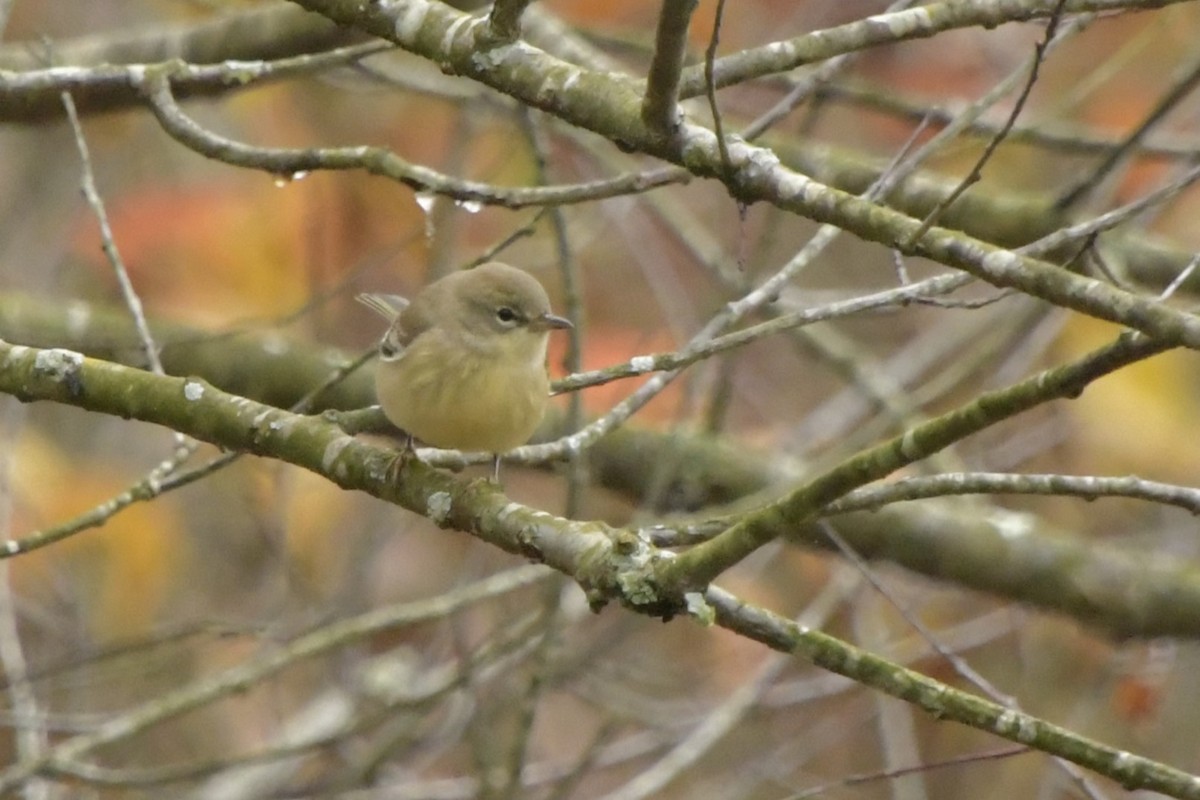 Pine Warbler - ML645678657