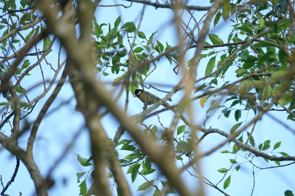 Bergkohlmeise - ML645678660