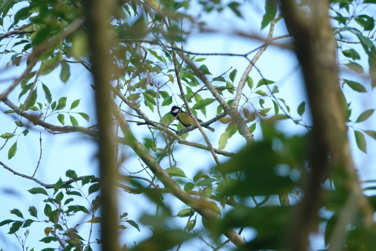Green-backed Tit - ML645678661