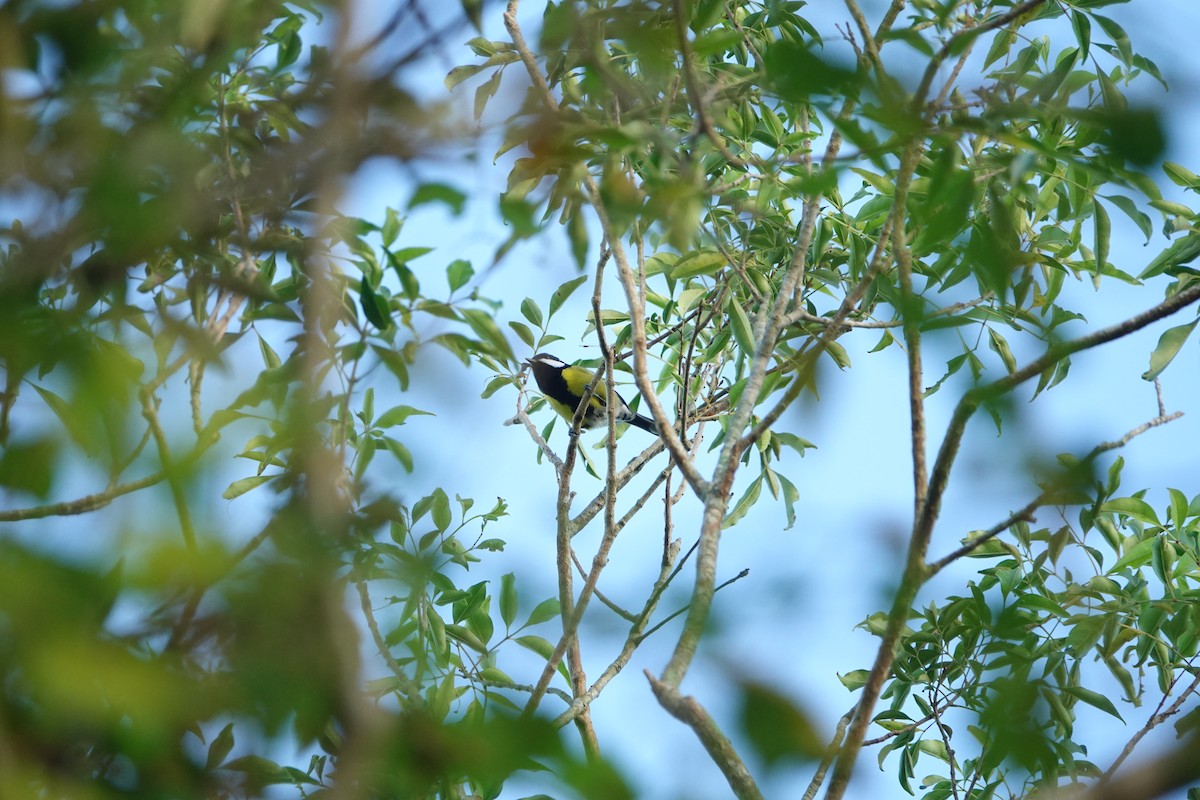 Green-backed Tit - ML645678662