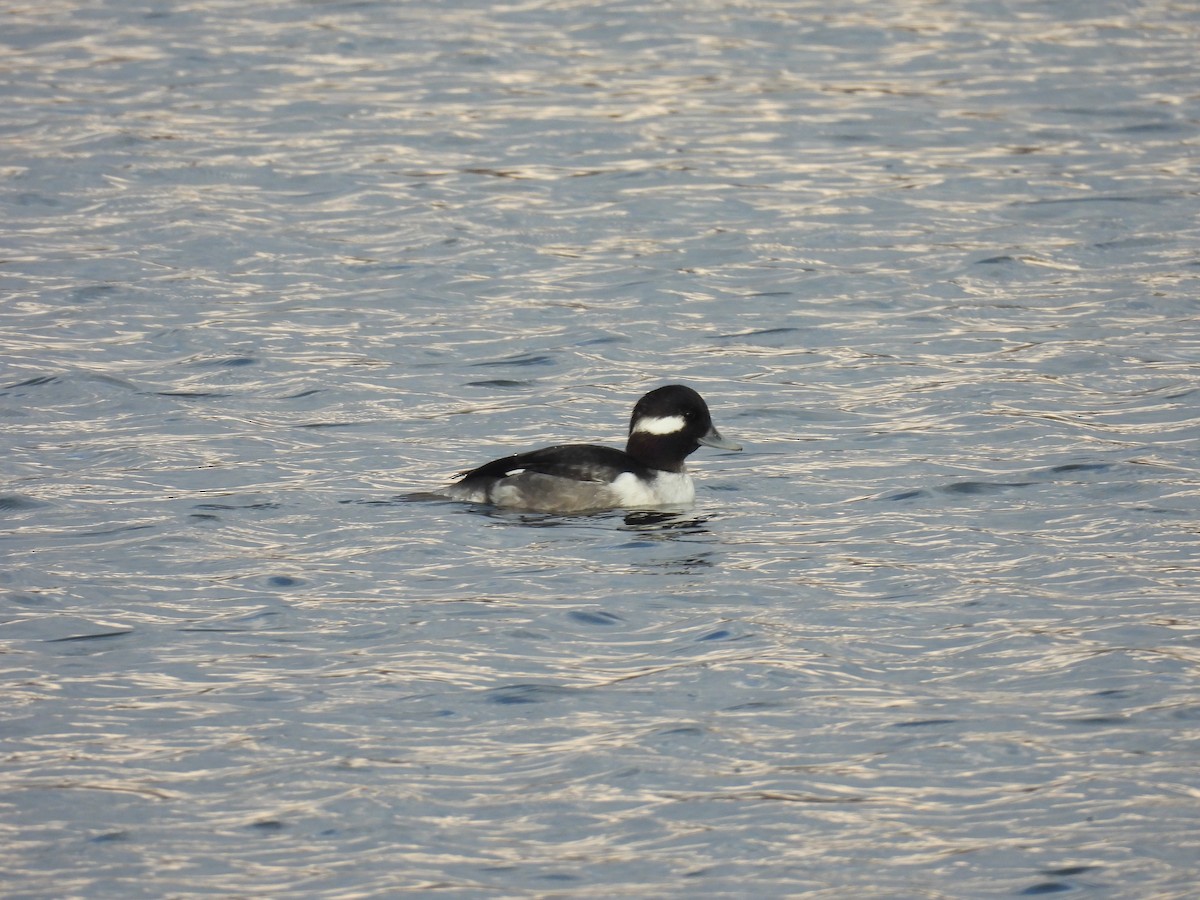 Ak Yanaklı Ördek - ML645678663