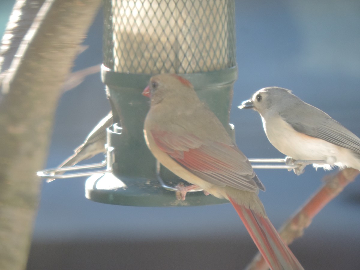 Ak Tepeli Baştankara - ML645678664