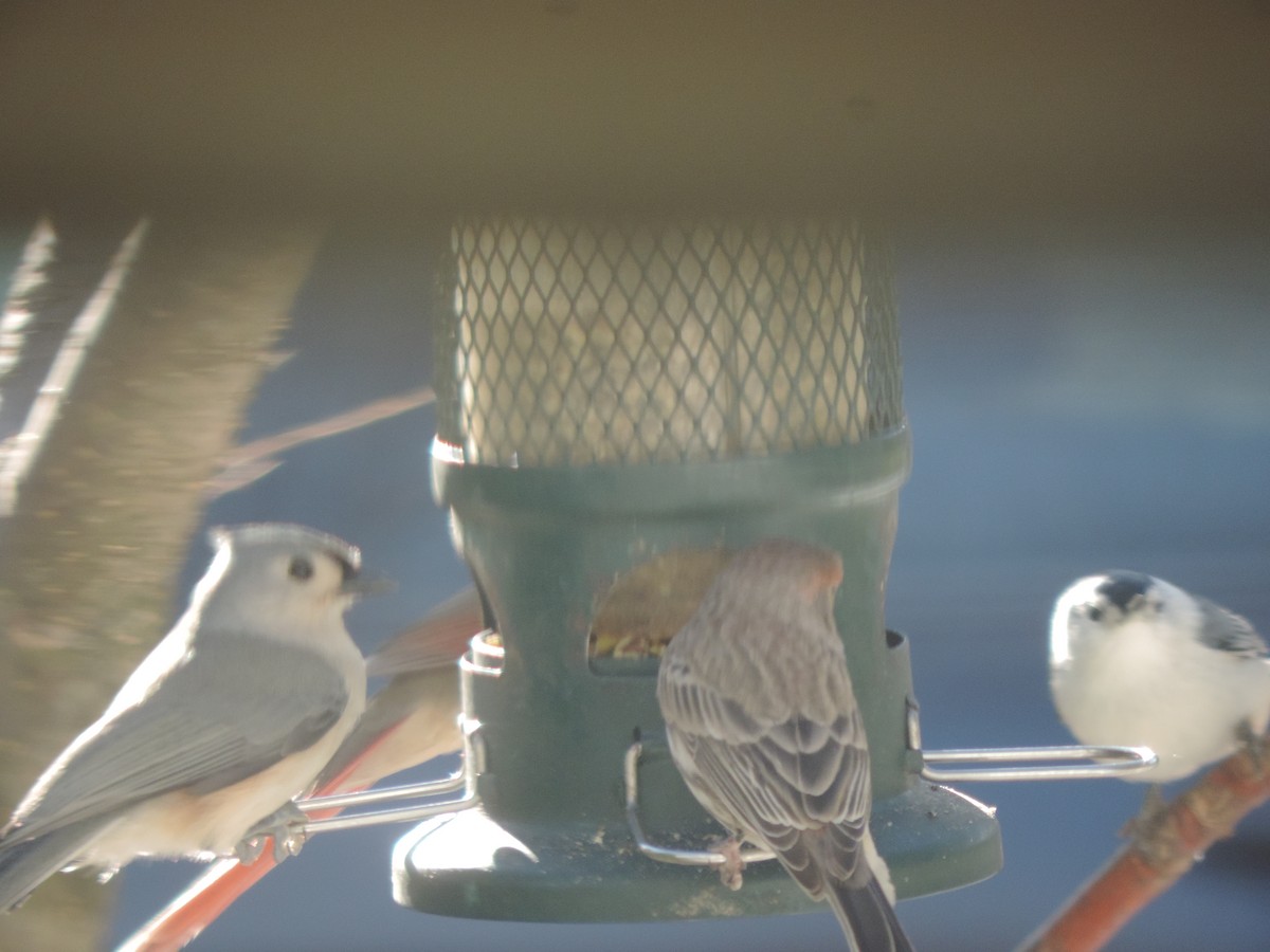 Ak Tepeli Baştankara - ML645678665