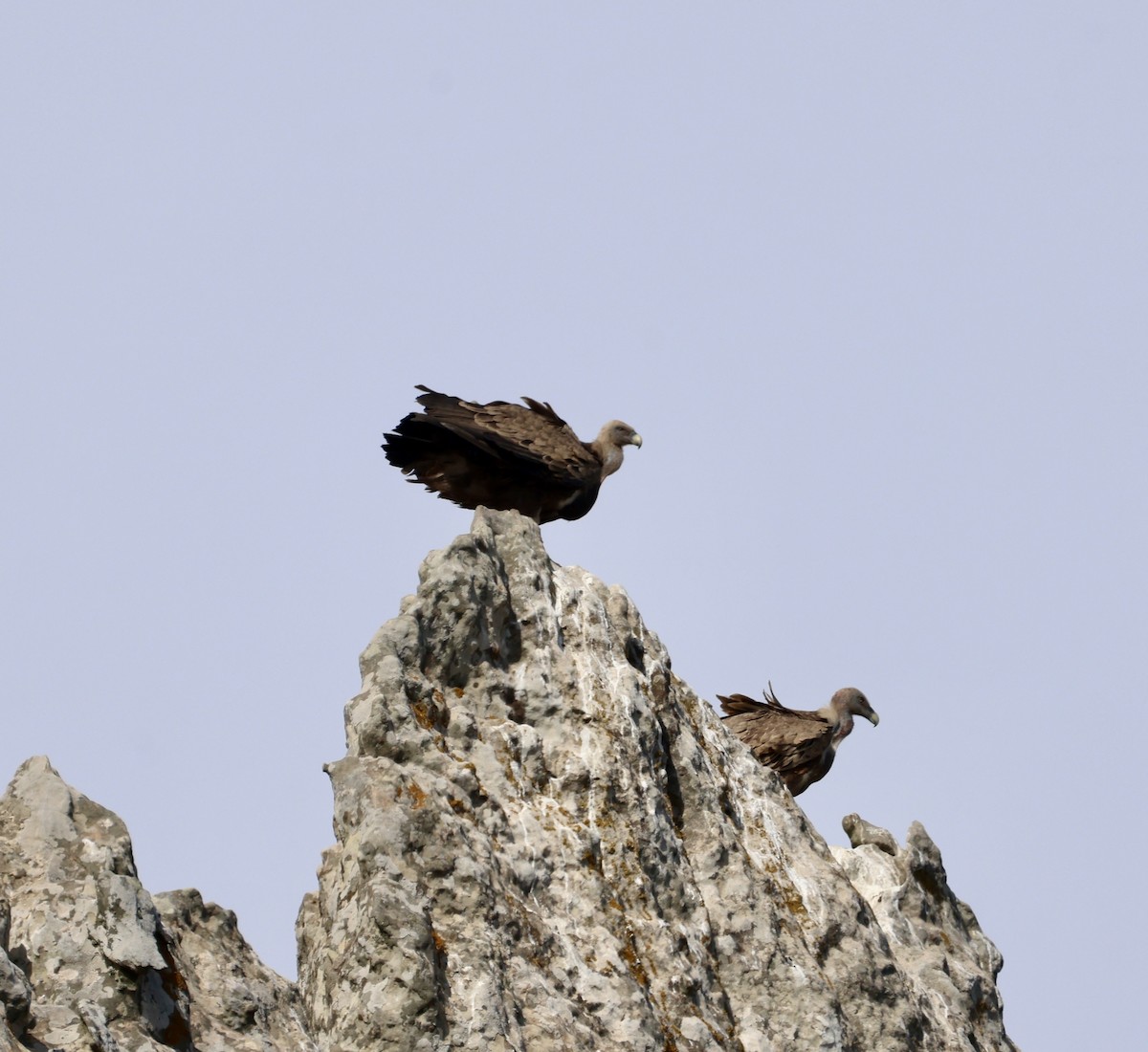 Kızıl Akbaba - ML645678667