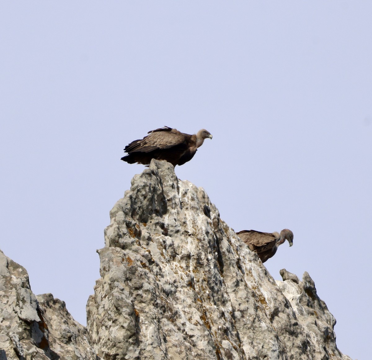 Kızıl Akbaba - ML645678668