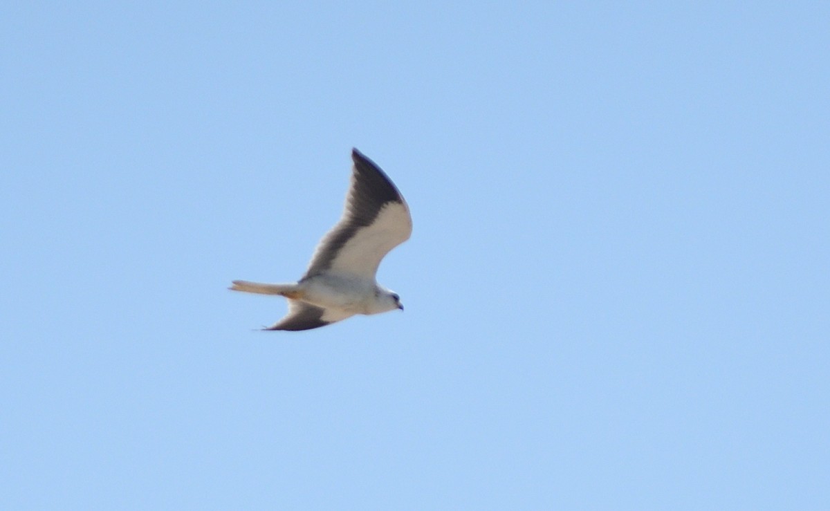 Ak Çaylak - ML645678670