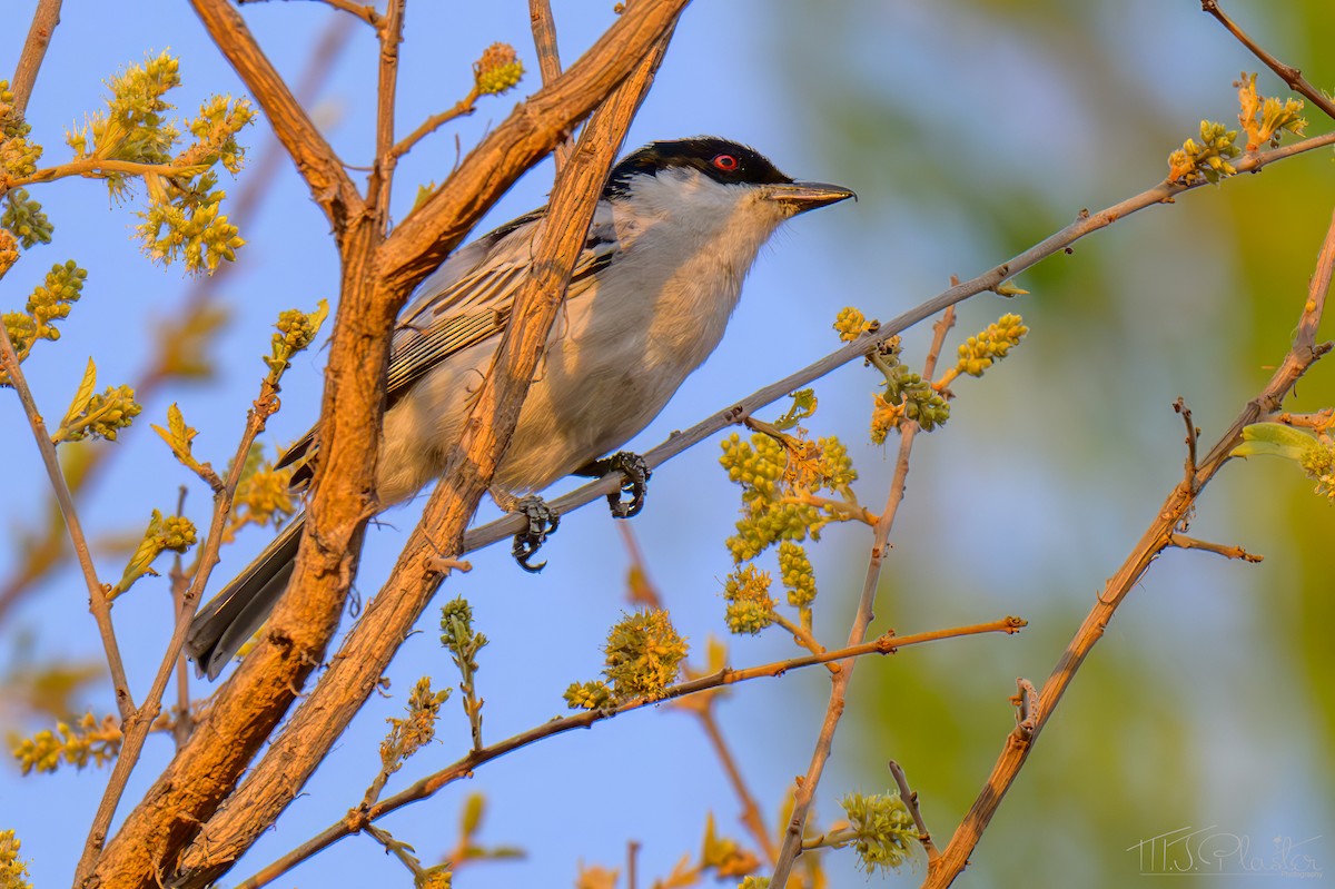 Kara Sırtlı Pofuduksırt - ML645678675