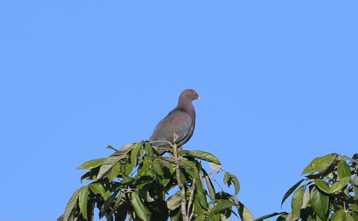 Sarı Gagalı Kızılca Güvercin - ML645678676