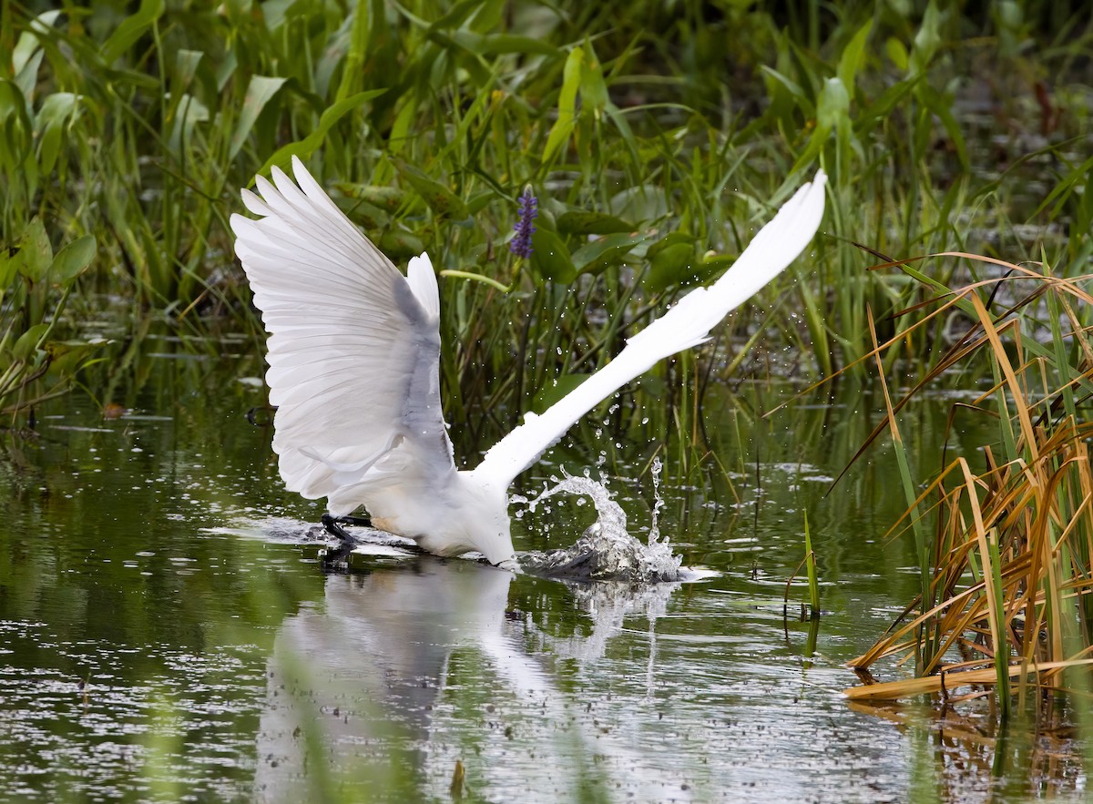 Büyük Ak Balıkçıl - ML645678677