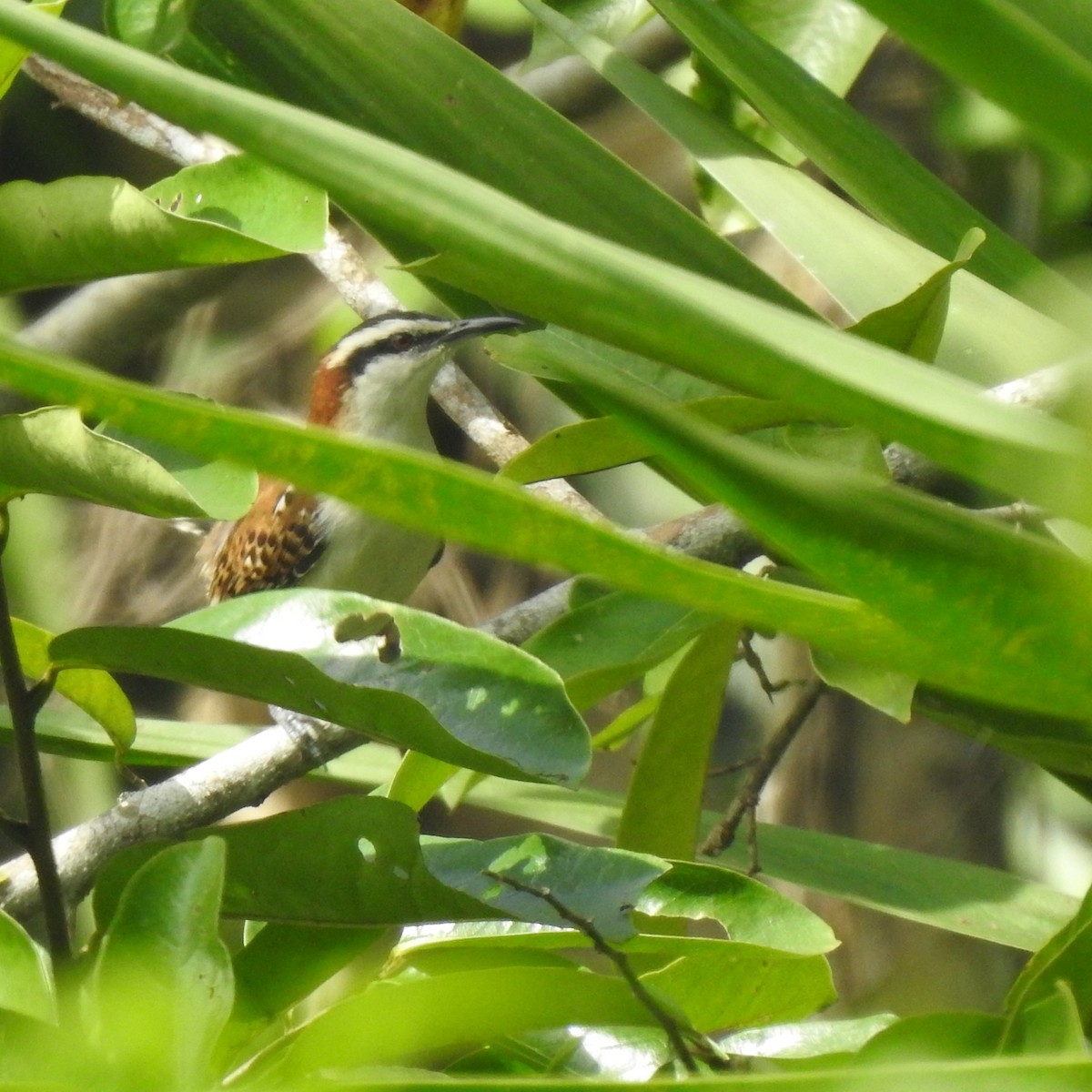 Kızıl Sırtlı Çıtkuşu - ML645678679