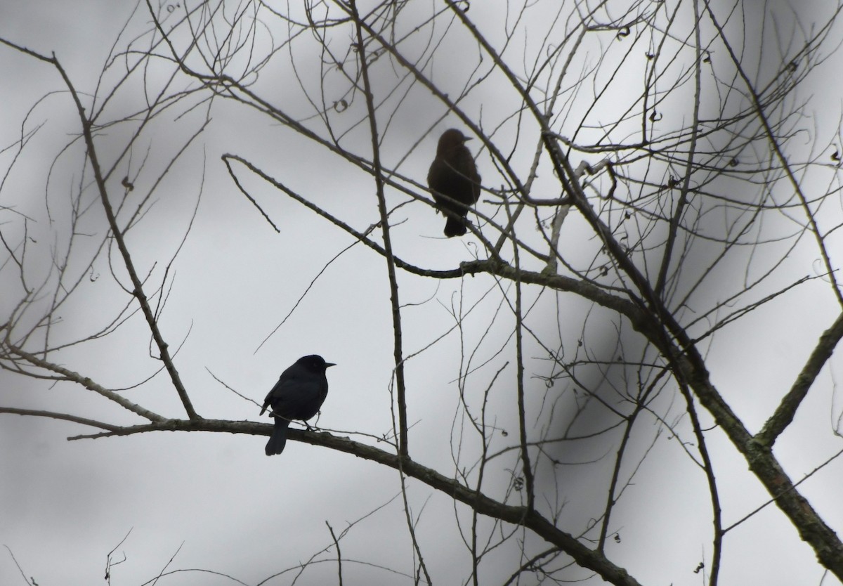 Pas Rengi Karatavuk - ML645678680