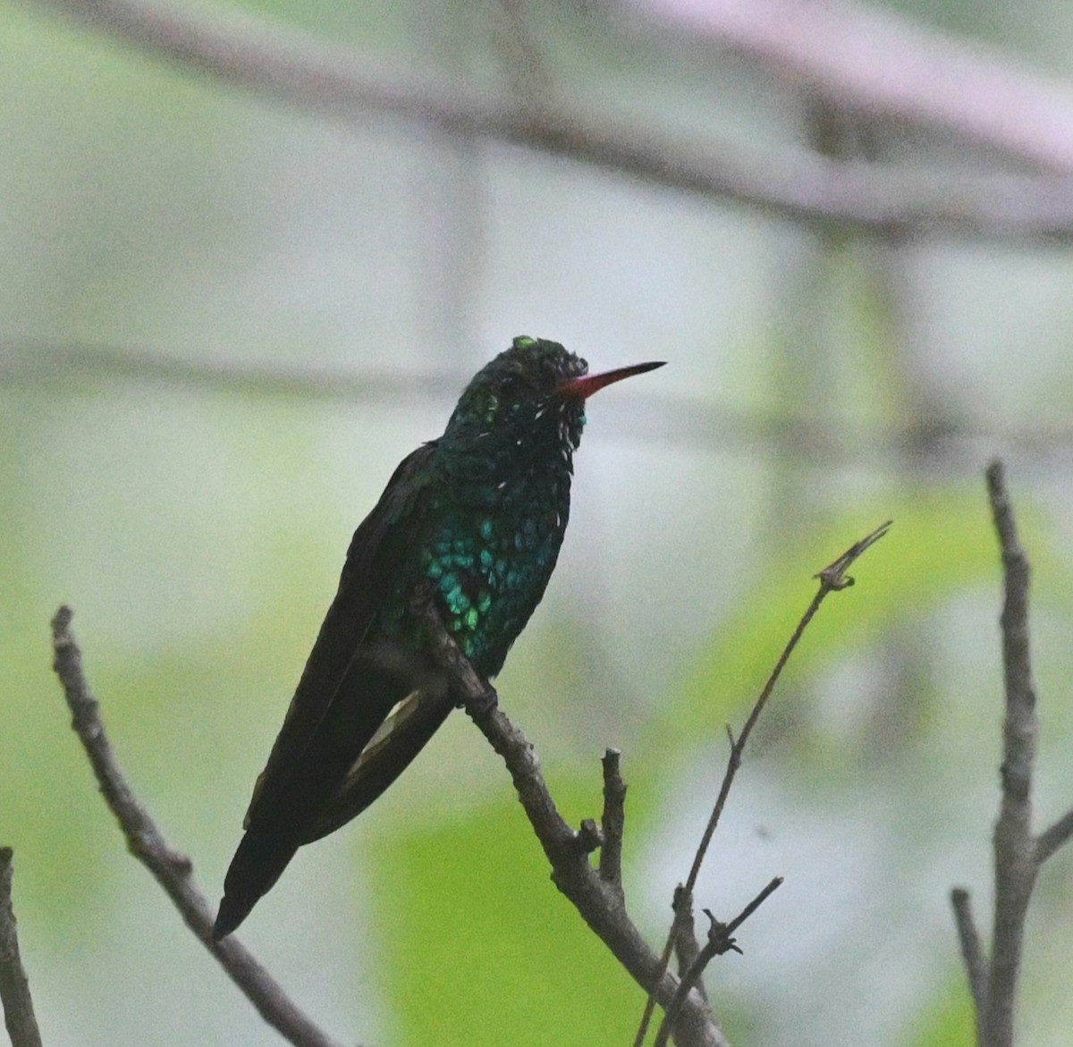 Canivet's Emerald - ML645678687