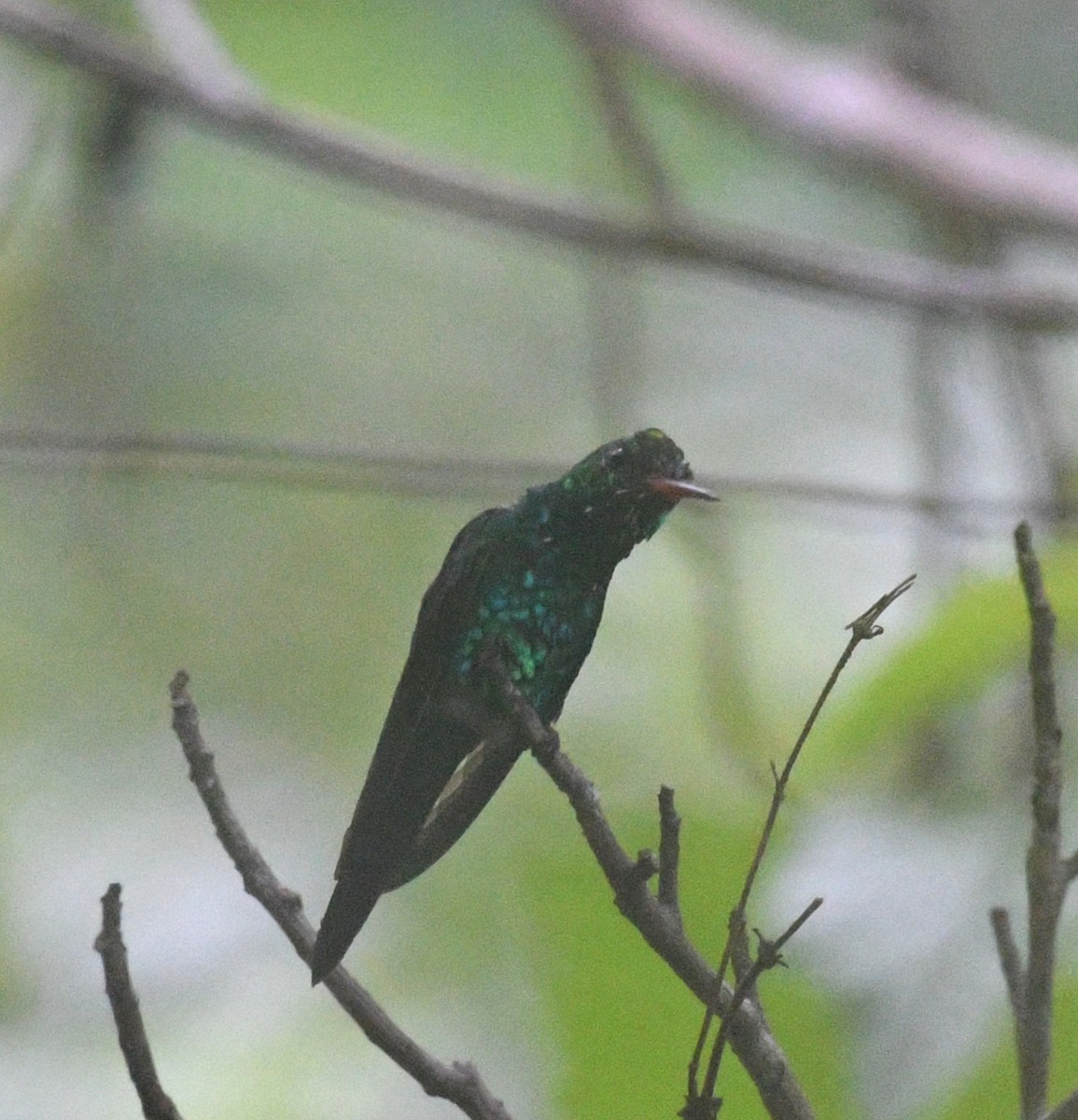 Canivet's Emerald - ML645678688