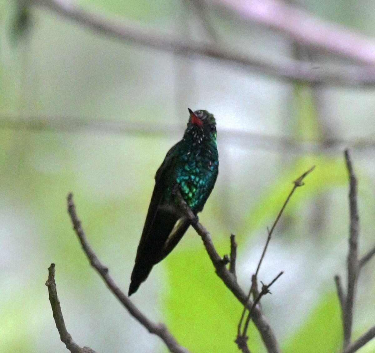 Canivet's Emerald - ML645678689