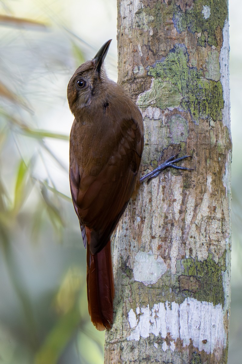 Plain-brown Woodcreeper - ML645678690